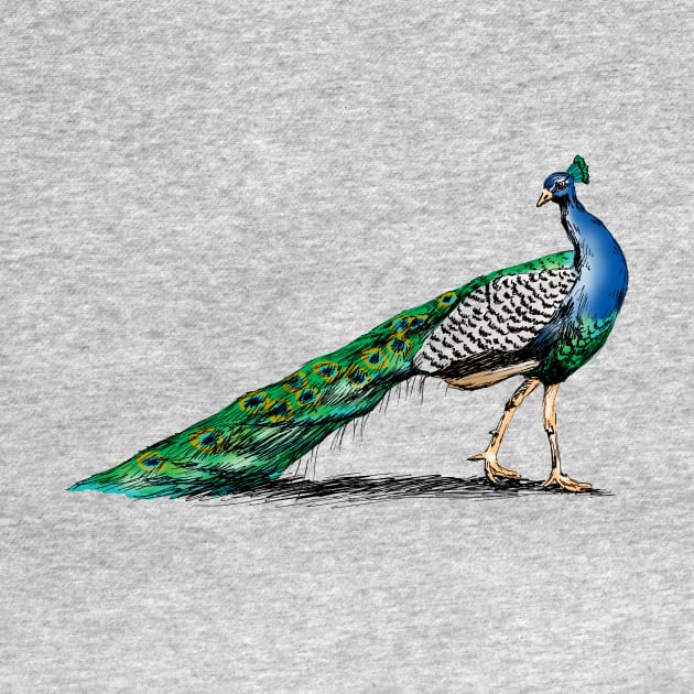 Peacock Sketch by rachelsfinelines